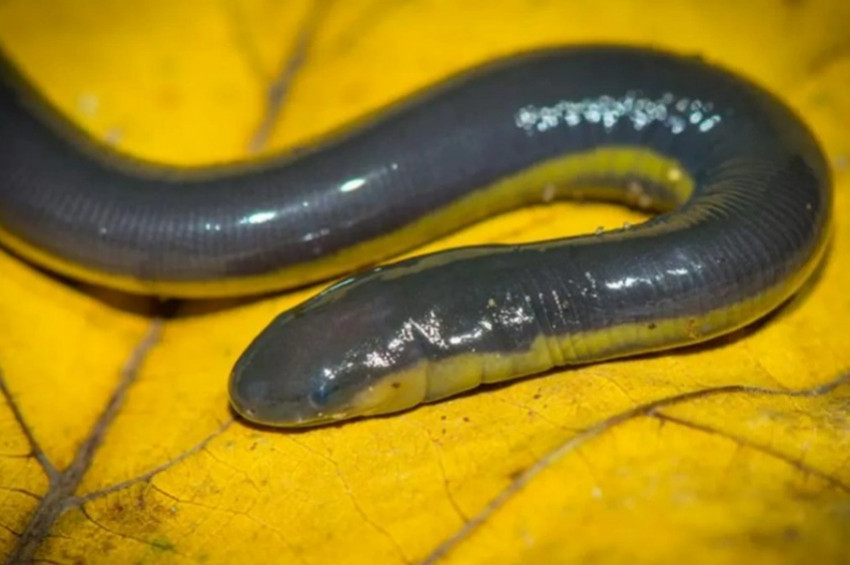 Caecilianlar doğar doğmaz annelerini yiyor