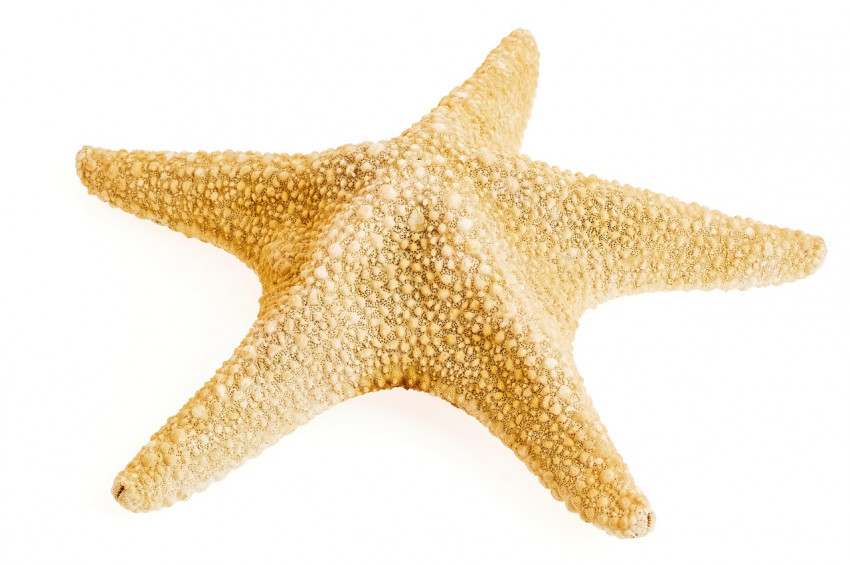 Denizyıldızlarının kafası nerede?