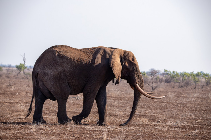Ardahanda hayali fil vakası!