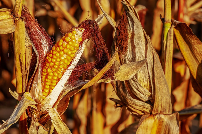 Mısır püskülü çayı tarifi ve sağlığa yararları