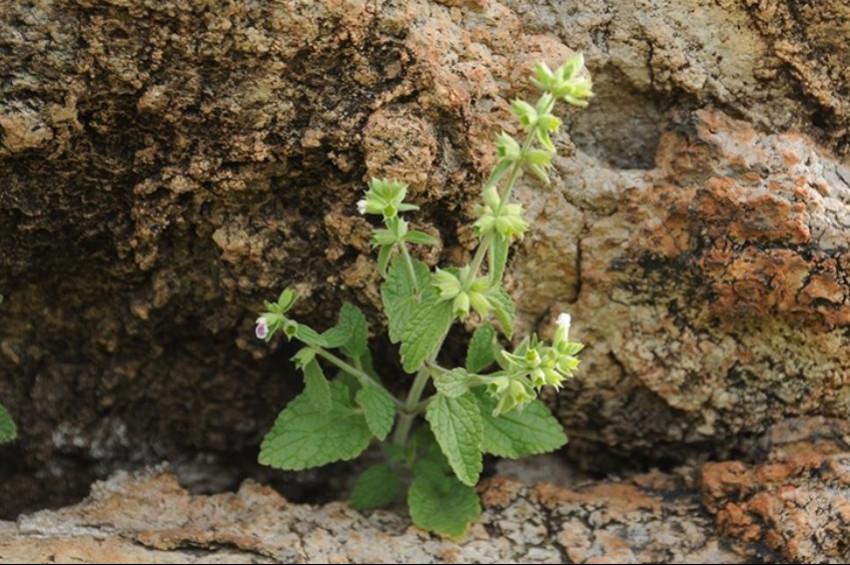 efeçayının Alzheimera karşı etkisi araştırılıyor