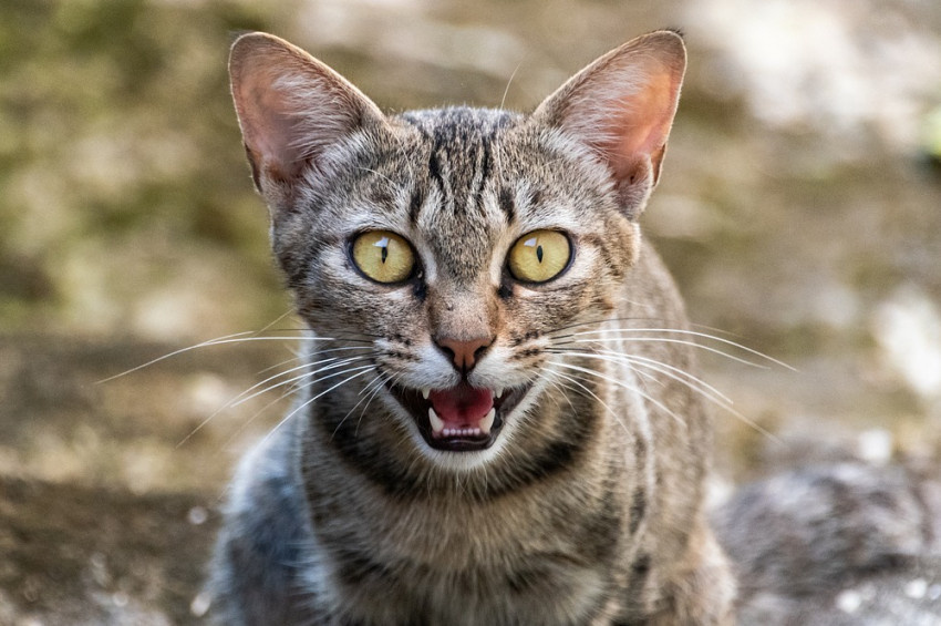 Sizce kedilerin kaç farklı yüz ifadesi var?