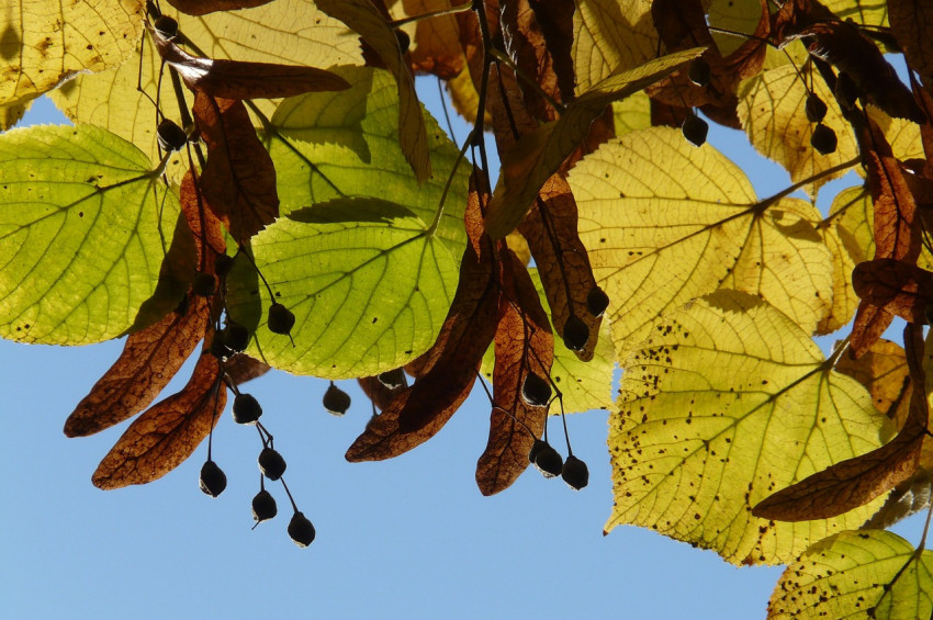 Ihlamur çayı tarifi ve ıhlamurun 5 yararı