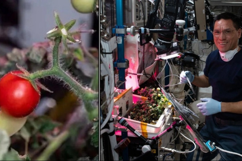 Uzay İstasyonunda kaybolan domatesi astronot yedi sandılar