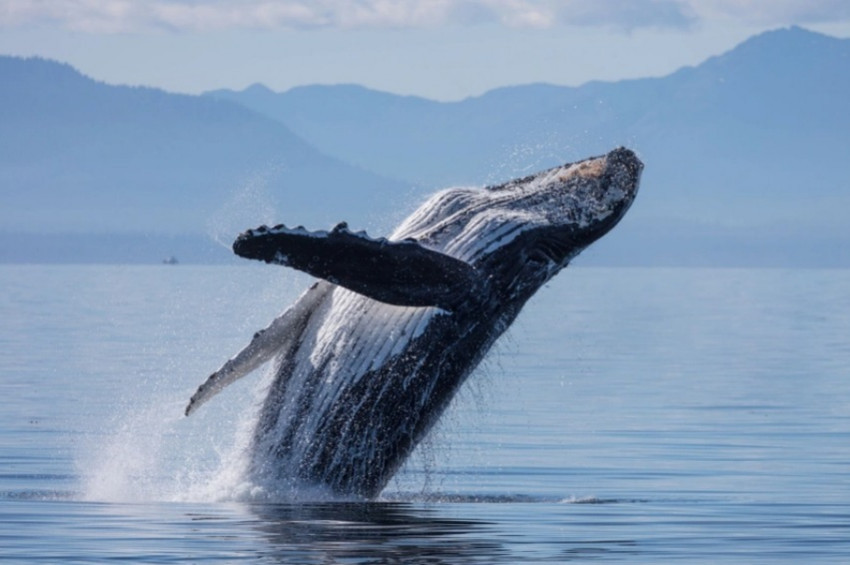 Bir kambur balina, insanlarla  yaklaşık 20 dakika sohbet etti