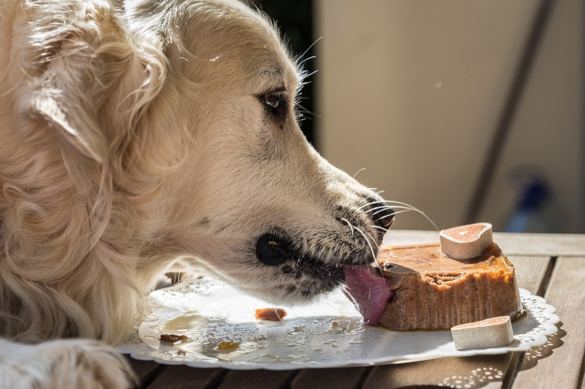 Şekerli besinlerin, kedi ve köpeklerde yol açtığı 5 rahatsızlık