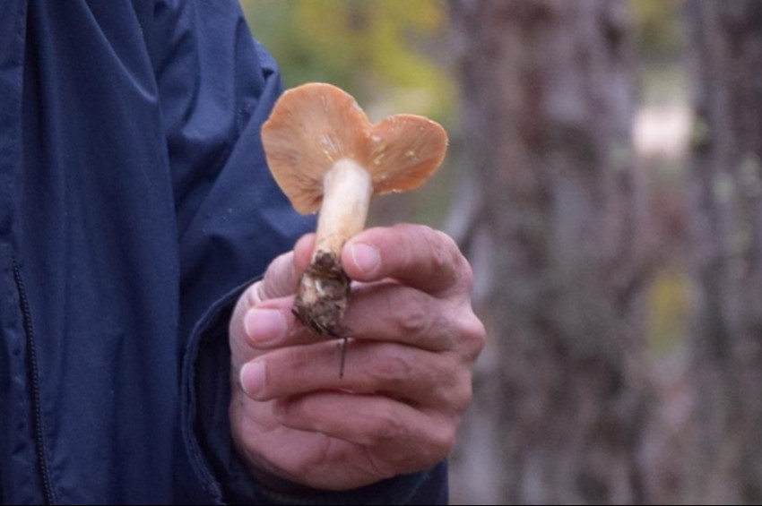 Kanlıca mantarına çok benzeyen zehirli sarı süt mantarı nasıl anlaşılır?