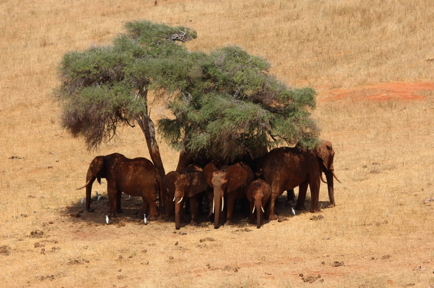 Kenyada 2,6 milyon hayvan kuraklıktan perişan