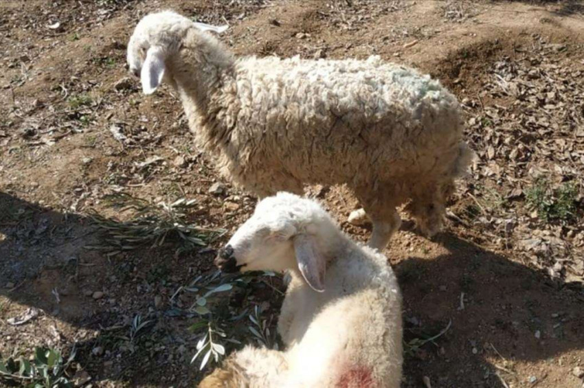 Depremde çöken ahırda kalan 2 koyun 17. gün sonra kurtarıldı