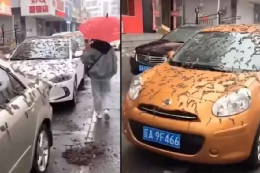 Çinde gökten solucan mı yağdı tartışması