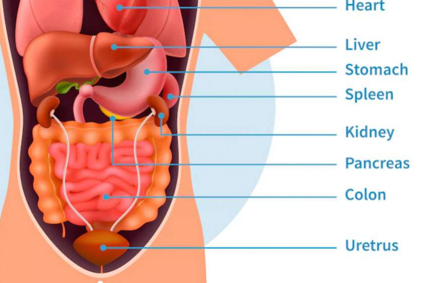 Pankreas sağlığının kilidini açan 3 altın anahtar