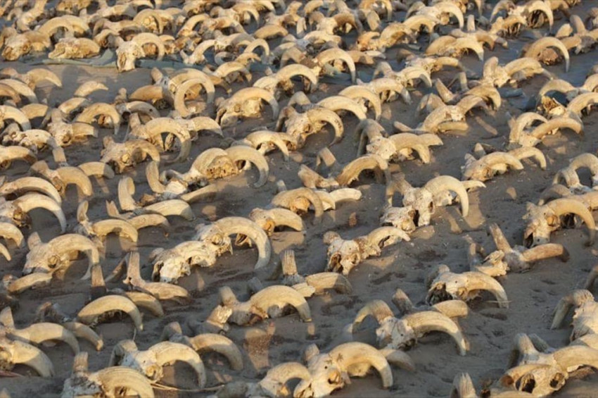 İkinci Ramses Tapınağında 2 bin yıllık, mumyalanmış 2 bin koç başı bulundu