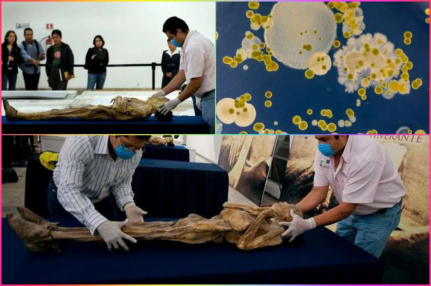 Meksikadaki müzede dikkat mumya öldürebilir alarmı