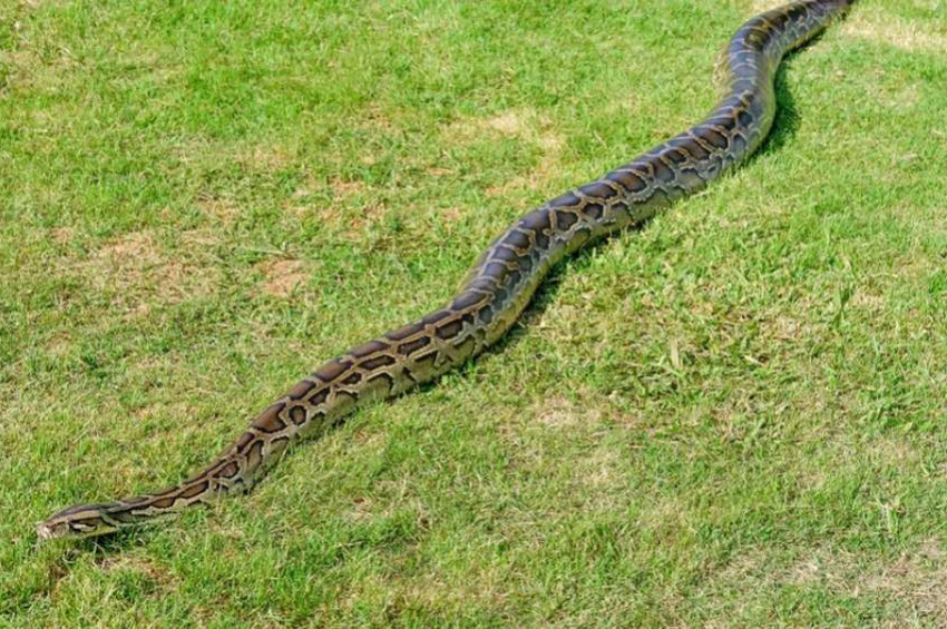 Dünyanın en uzun yılanı kaç metre?