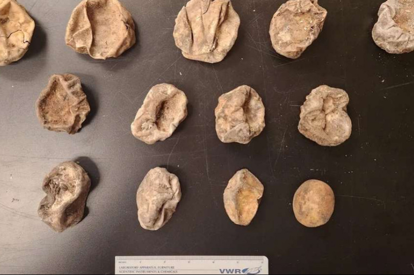 Bir seferde 96 yumurta yumurtladı, 83ünden yavru çıktı