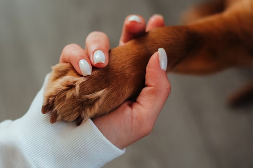 Sabinin içkilerini içen kökpek alkolik oldu, tedavisine başlandı.
