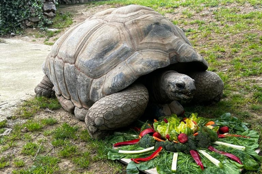 Türkiyedeki en yaşlı kaplumbağa Tuki 103 yaşına bastı