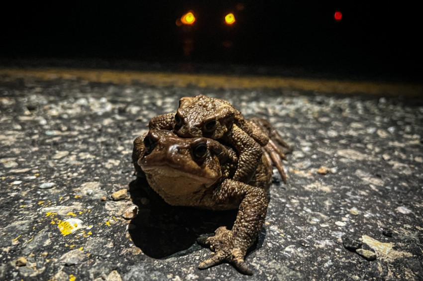 Kütahyadaki kurbağaların 8 bin yıldır süren çiftleşme göçü