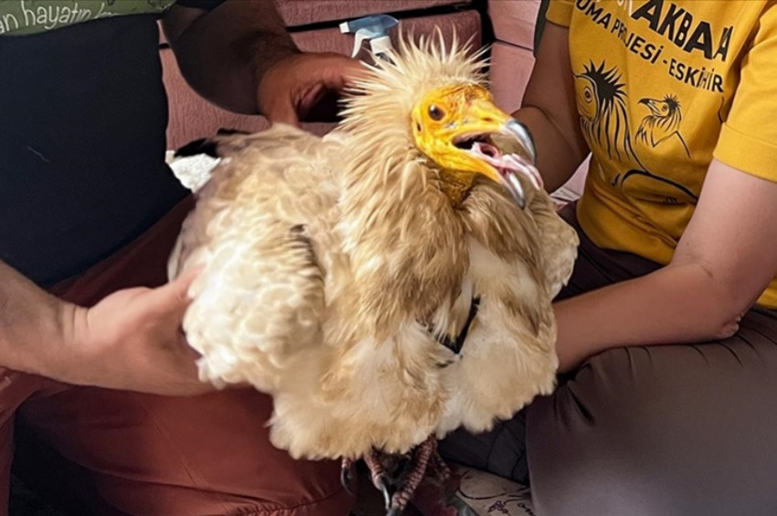 Eskişehirden havalanan akbaba Midas bir yılda 9 ülke gezdi