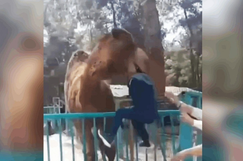 Devenin ensesinden yakalayıp kaldırdığı çocuk hastanelik oldu