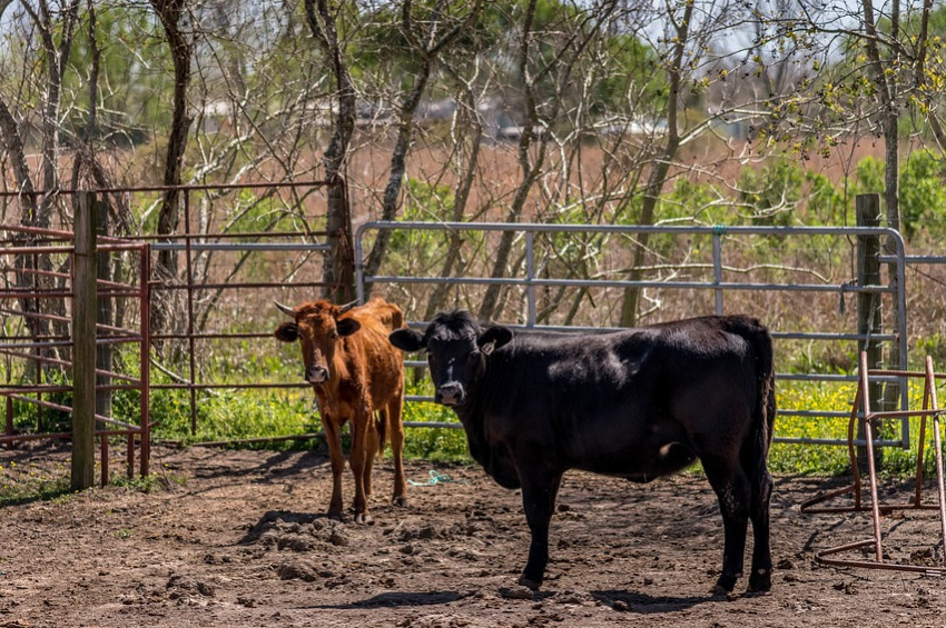 Teksasta dilleri kesilmiş 6 ölü inek bulundu