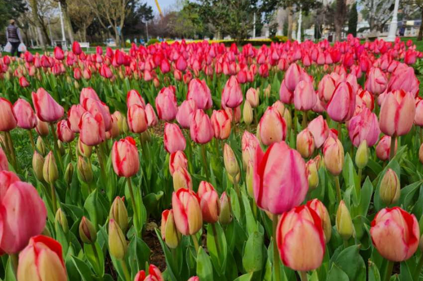 İstanbul lale bayramına hazırlanıyor