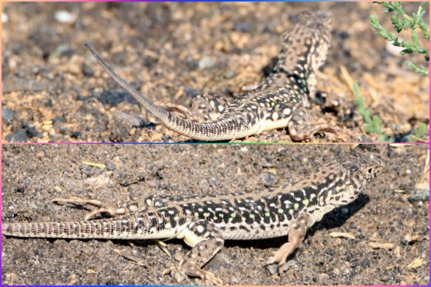 Harran kertenkelesini korumak için halk bilinçlendirilecek