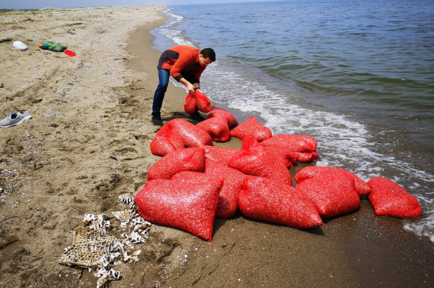 Bursada avlanması yasak olan 700 kilo kum şırlanı yakalandı