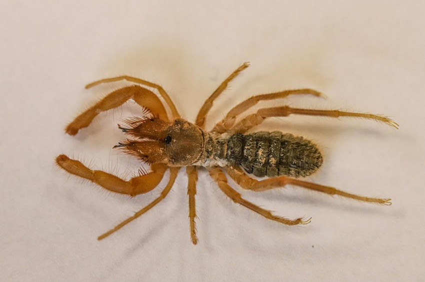 Hakkaride yeni bir Sarıkız örümceği türü keşfedildi