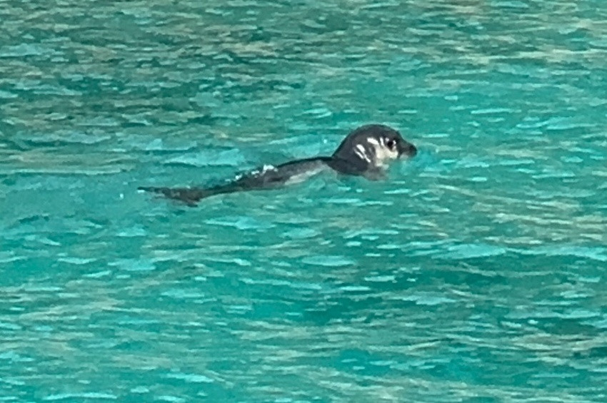 Akdenizde fok balıklarını uzaktan sevin uyarısı