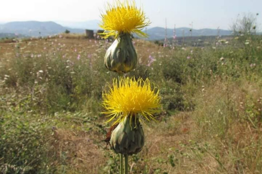 Tülüşah kopartmanın cezası 244 bin 315 lira oldu