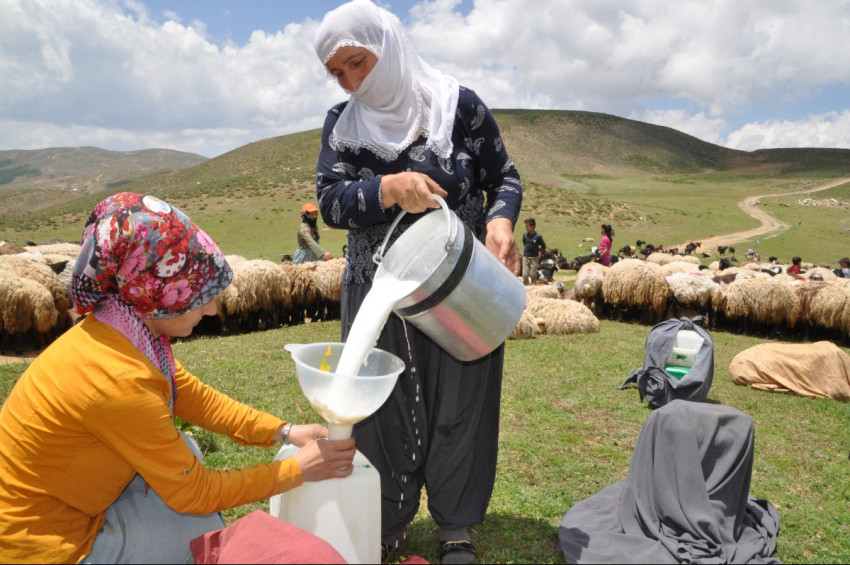 Dünya Süt Günü 1 Haziran