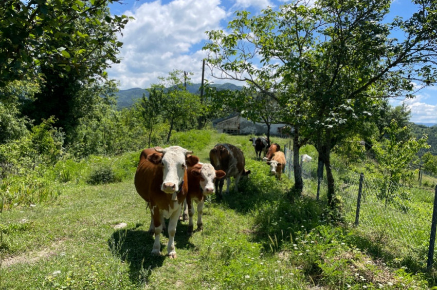 Bartında şap hastalığı yüzünden karantina başlatıldı