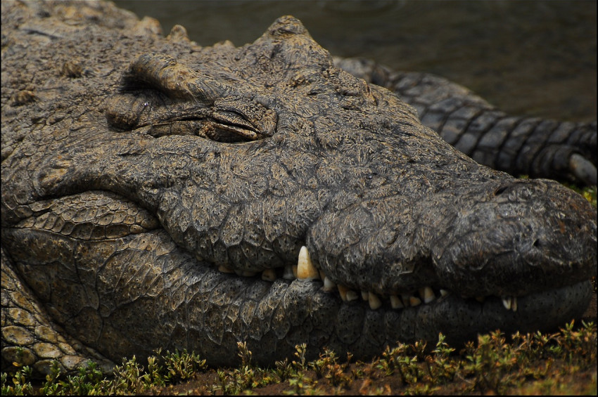 Nabibya turistleri korkutan timsahları satışa çıkardı!