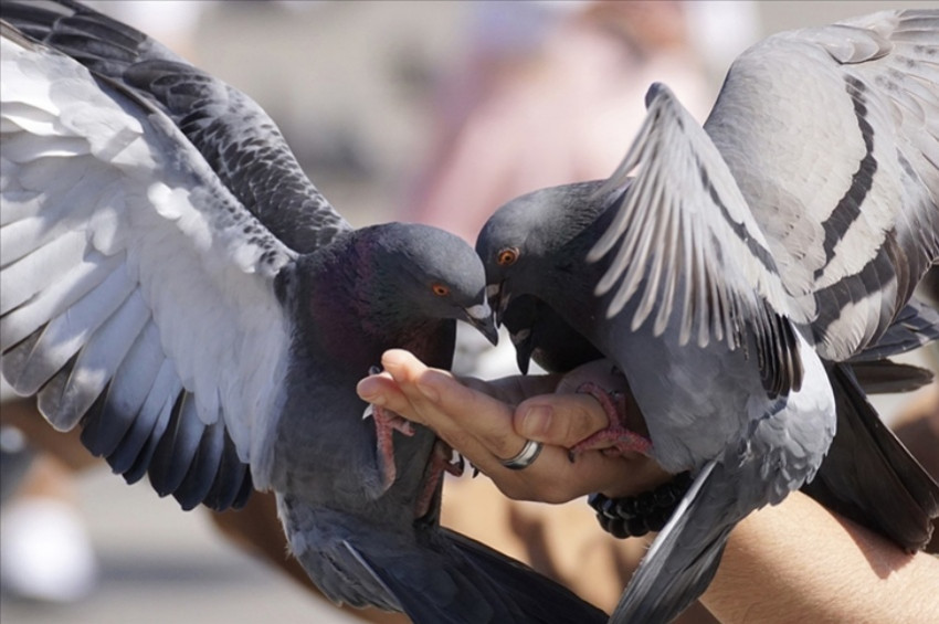 Kuş besleyenlerin akciğer hastalıklarına dikkat etmesi gerekiyor