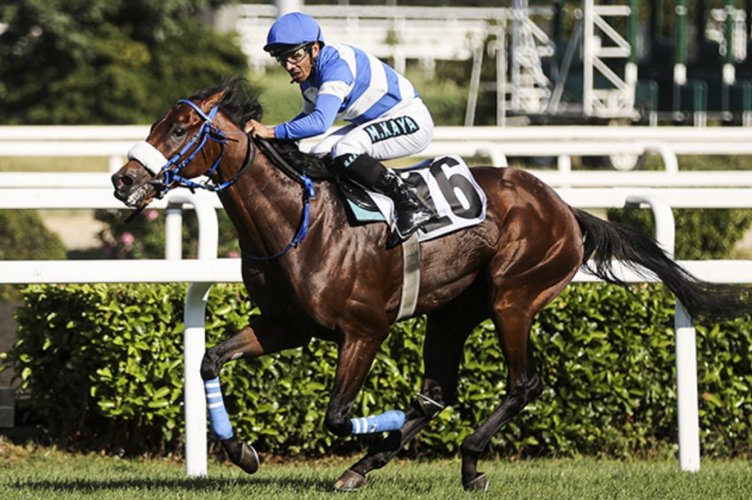 Gazi Koşusunun galibi Urfa Aslanı ile jokey Mehmet Kaya oldu