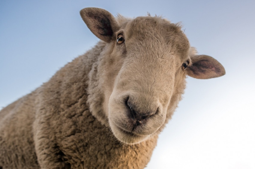 Kurban kesildikten sonra eti kaç saat bekletilmeli