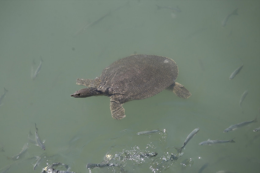 Antalyadaki  Yumuşak Kabuklu Nil Kaplumbağası sayısı artıypr