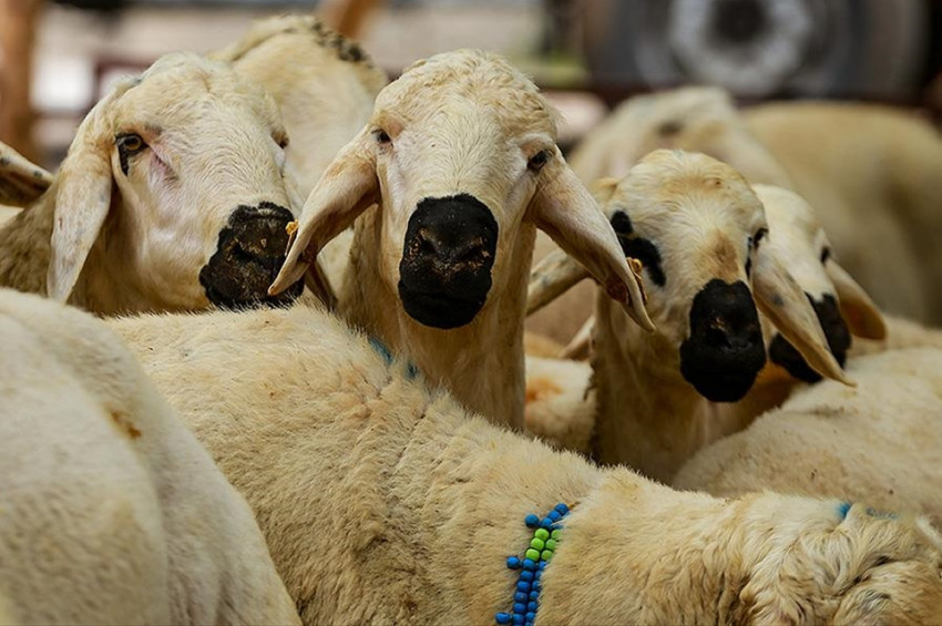 Diyanet kurban fiyatlarını açıkladı