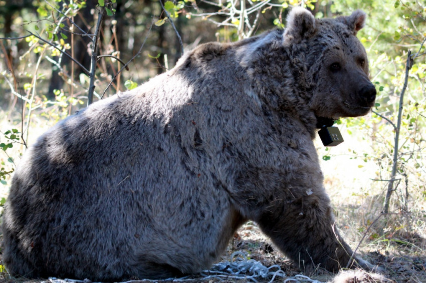 Yaban Hayvanlarının pandemide rahat nefes aldığı ortaya çıktı!