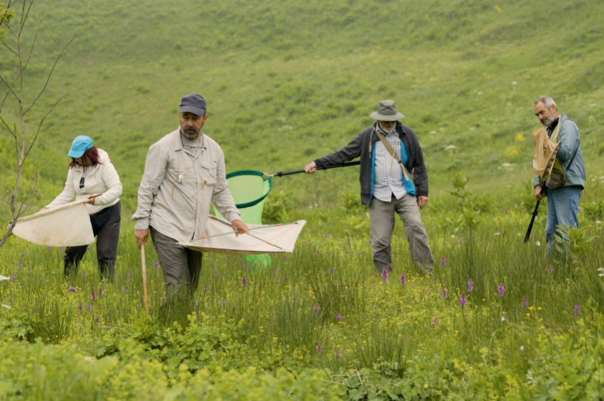 Atraphaxis bitkisinimn iki yeni türü keşfedildi birine Larinus Atauni Gültekin adı verildi