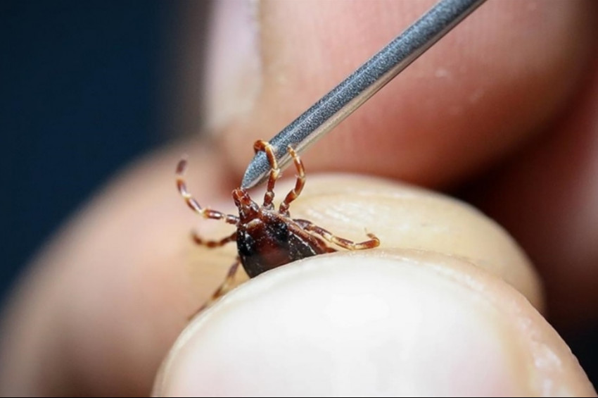 Keneye çıplak elle dokunmayın