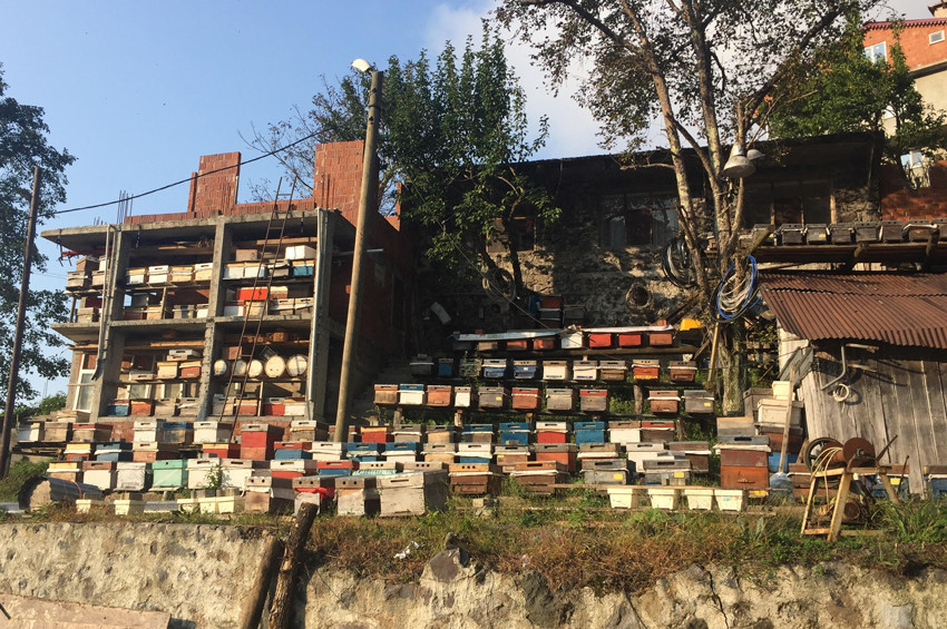 DAGEMden arıcılara kötü haber ve alternatif ürün uyarısı