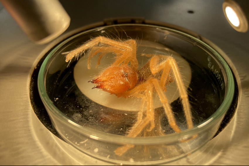 Sarıkız nedir? Zararlı mıdır, zararsız mıdır?