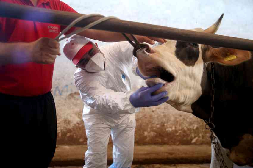 Kahramanmaraşta şap hastalığı alarmı