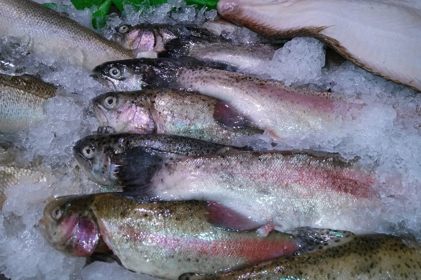 Dondurulmuş Balık Alırken Dikkat edilmesi gereken noktalar