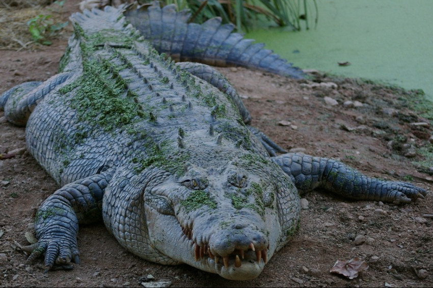 Çinde beterin beteri var dedirten facia: Çiftliği sel bastı, 70 timsah kaçtı!