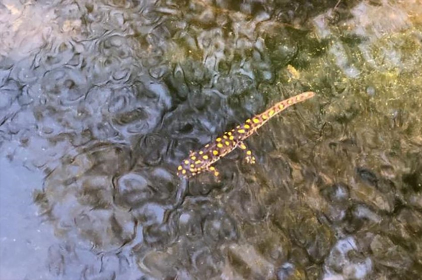 Anadolu benekli semenderinin hâlâ yaşadığı belgelendi