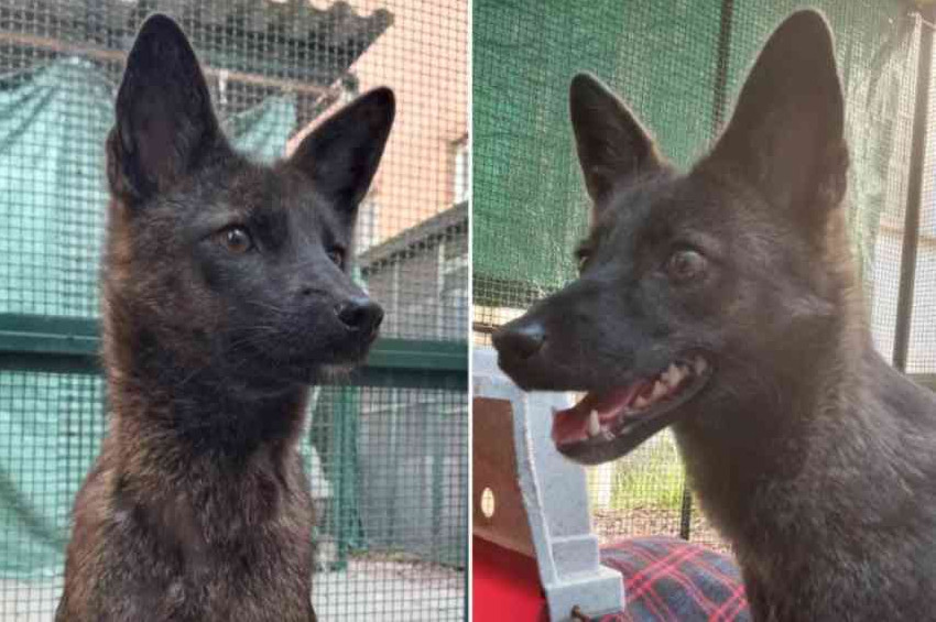 İlk kez bir tilki köpek melezi ile karşılaşıldı