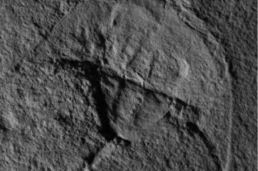 2028de Dünyaya çarpacak 2020 GL2 astroidi hayali bir göktaşıydı